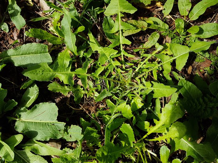 Cicoria o Soffione?   rosetta basale di Taraxacum sp.